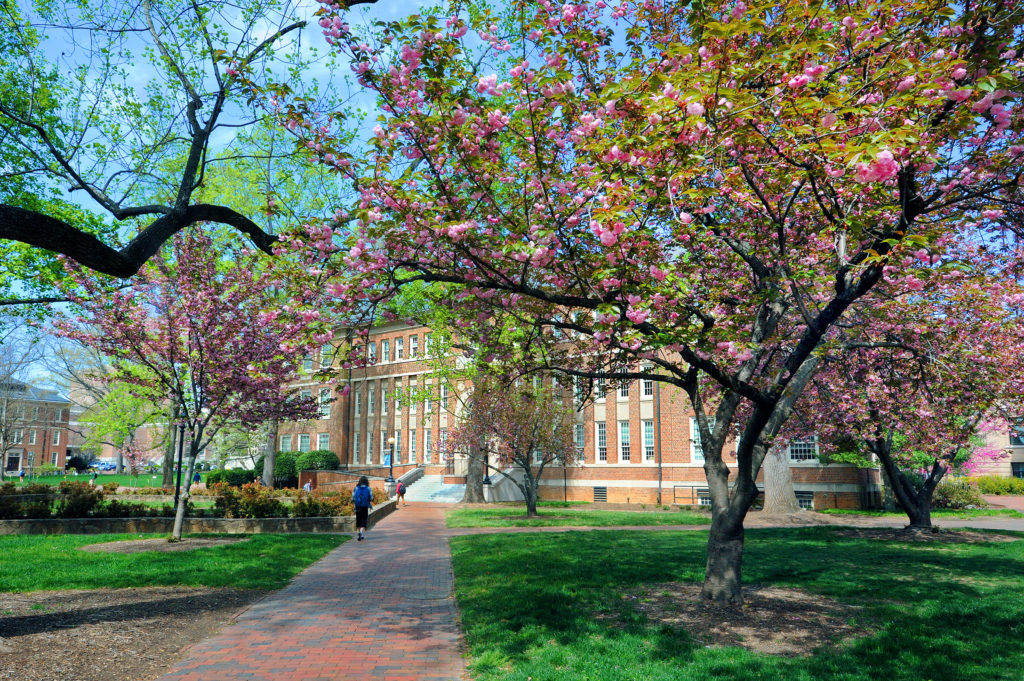 Beautiful shot of spring trees with pink flowers blooming as a students walks past buildings on the UNC Campus.