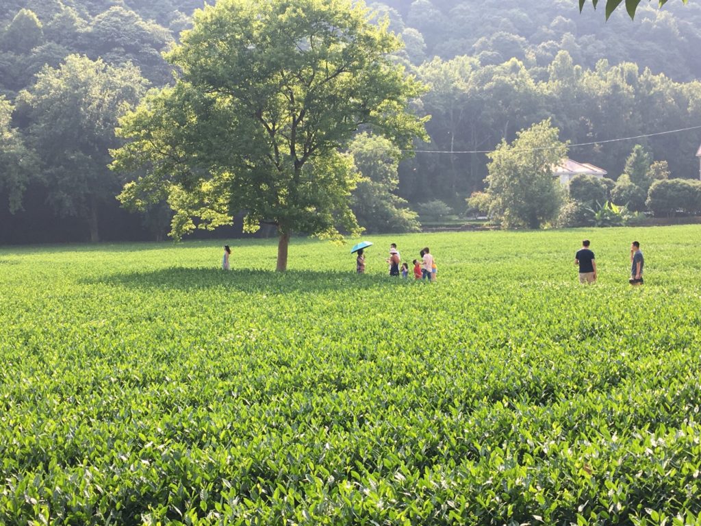 From Bernard Bell, photo of students in field: I spent three weeks in Shanghai with 15 students, all interns at Chinese companies, paired with a Chinese roommate for cultural education and studying Mandarin Chinese. Each week, we invited a Chinese entrepreneur for dinner and had a lunch with hosts who spoke only Chinese.