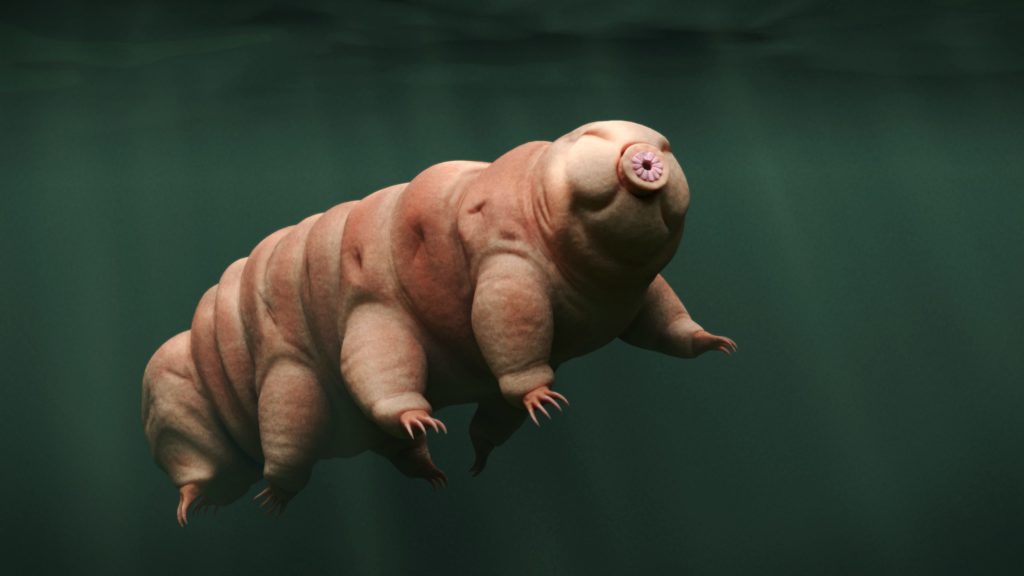 tardigrade