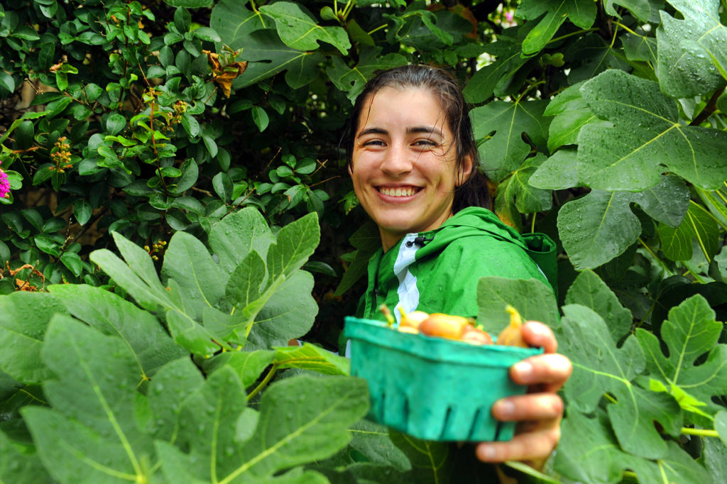 Undergraduate researcher Andie McKinnon spent the summer mapping fruit trees on public lands in Chapel Hill to see if they could be used to help fight food insecurity. (photo by Donn Young). She is shown here in the middle of a fig tre on Rosemary Street.