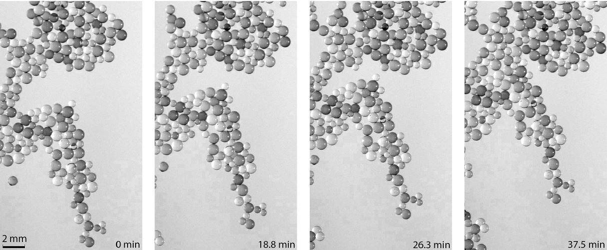 Time series of self assembly of collection of neutrally buoyant spheres suspended within a sharply salt stratified fluid viewed from above.