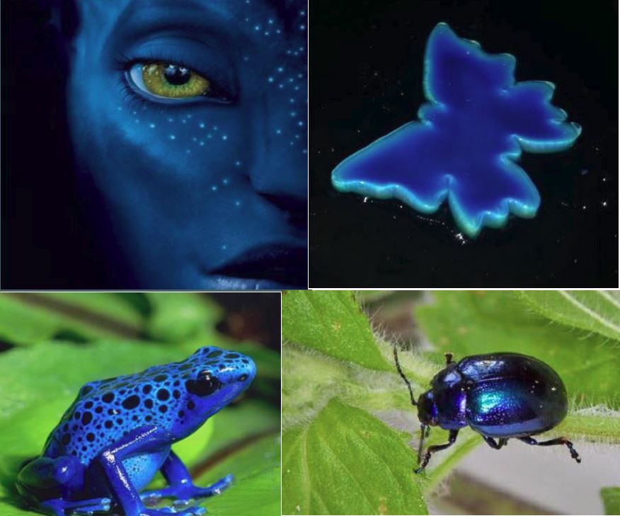 Clockwise, from top left: James Cameron’s "Avatar" character, a thin butterfly cutout of a "PBzMA-bbPDMS-PBzMA" plastomer, a blue mint beetle and a blue poison dart frog.