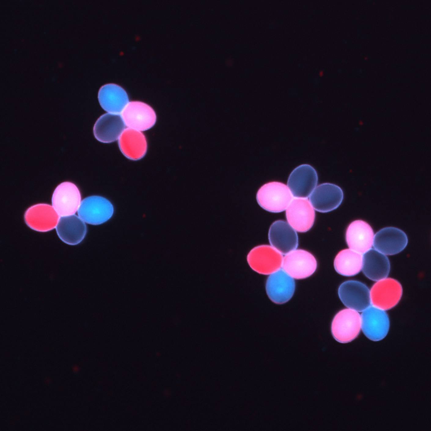 “Dual Color” shows the fluorescent proteins expressed in Arabidopsis pollen tetrads. (photo courtesy of Gregory Copenhaver)