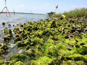 Rodriguez and a team of researchers found out that reefs can grow four inches a year—fast enough to protect against erosion and keep pace with sea level rise. (photo by Emily Woodward)
