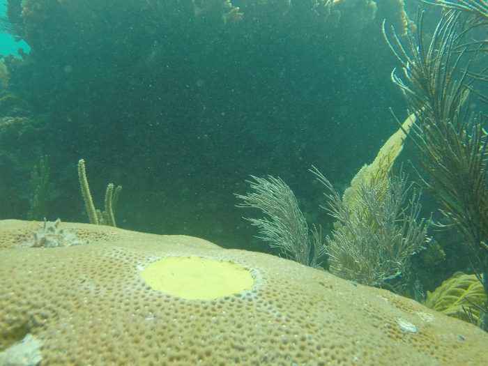  Once a coral core is drilled, the hole is filled with concrete and sealed with epoxy to prevent bio-eroding organisms from damaging the coral colony (credit: Justin Baumann). 