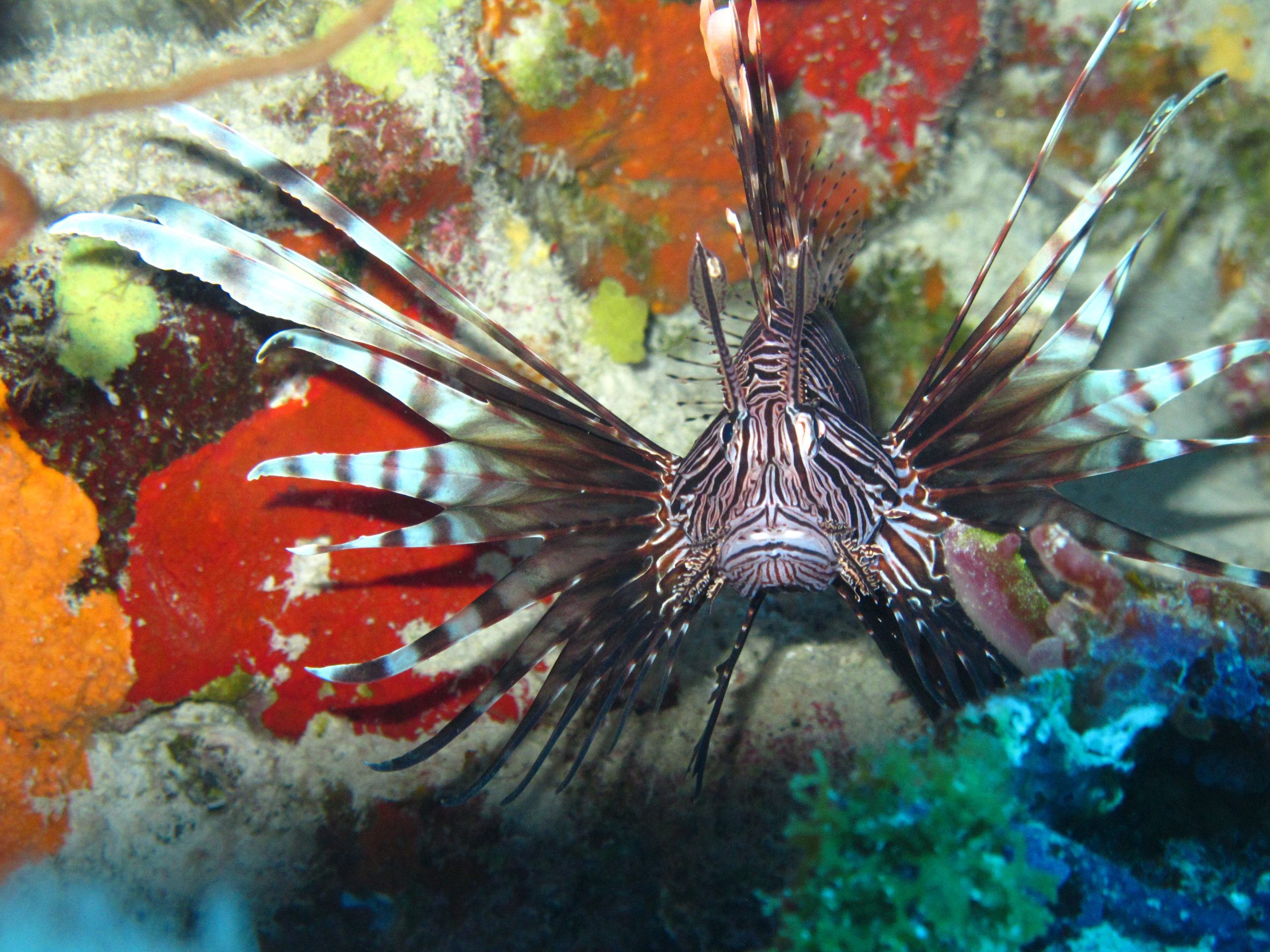 lionfish_byWalterHackerott