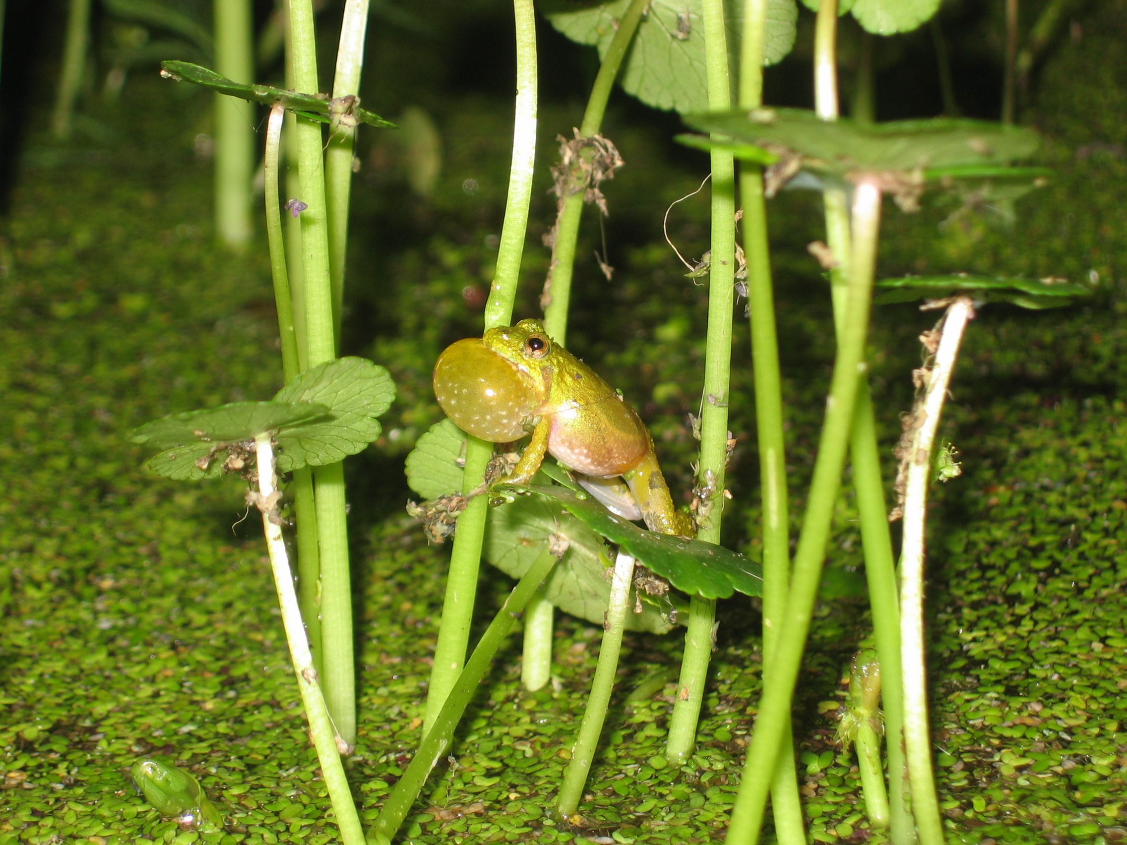 The Southern cricket frog.