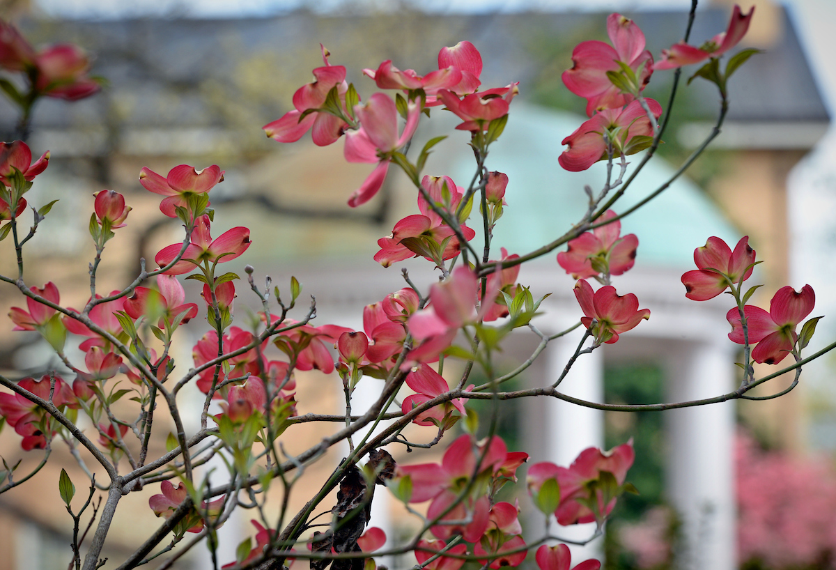 Pink Dogwoods bloom in front of the Old Well in early spring on the campus of the University of North Carolina at Chapel Hill.