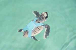 Migrating sea turtles have magnetic sense for longitude