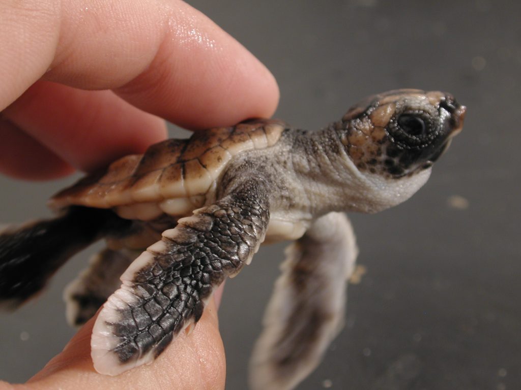 Magnetic map, smart swimming help loggerhead turtles survive