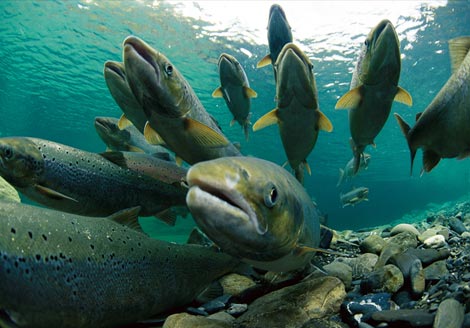 Salmon use Earth’s magnetic field to find their way home