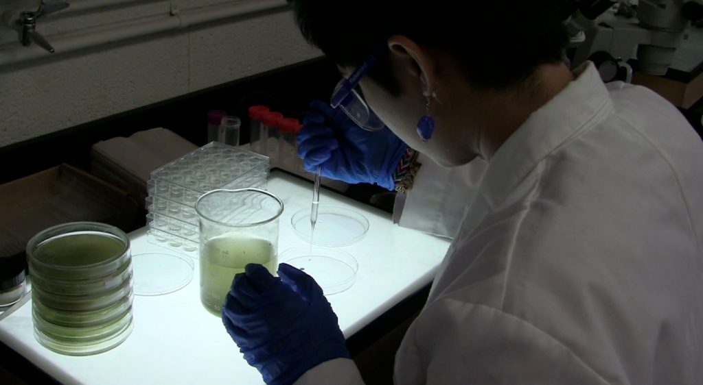 Undergraduate researcher studies marine copepods