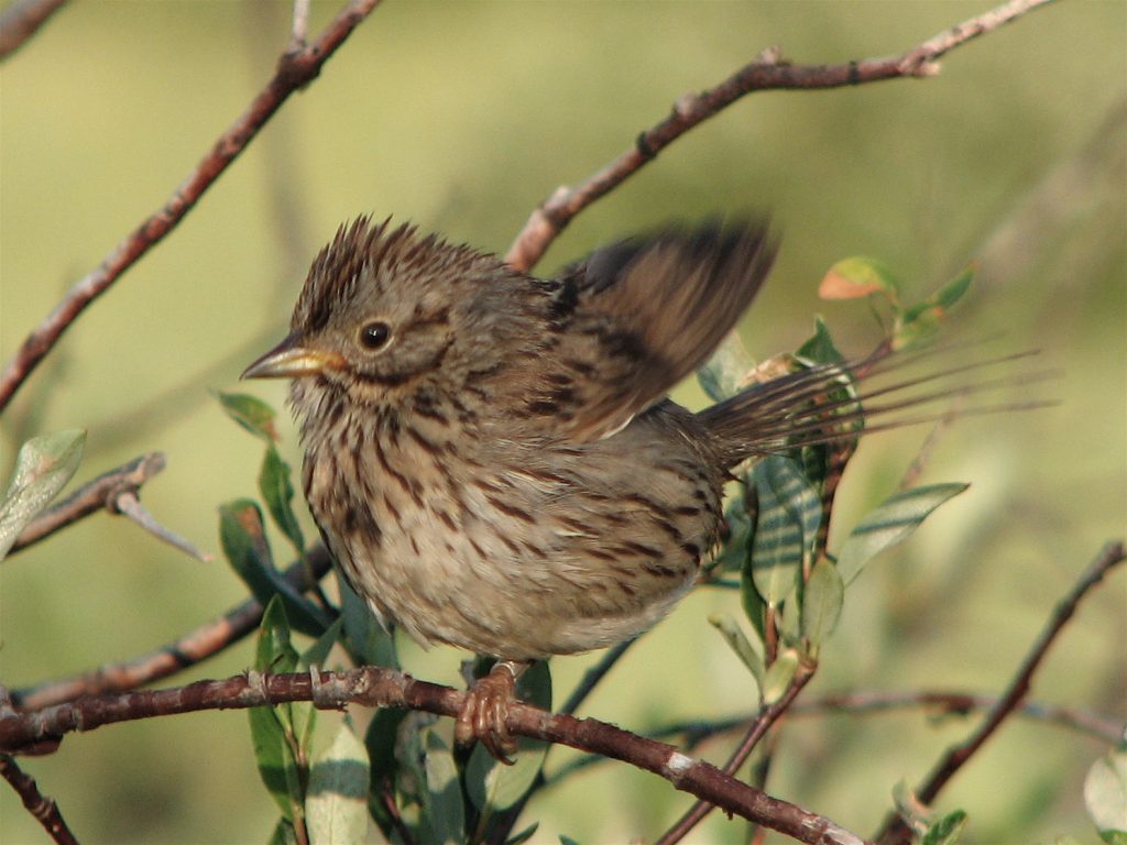 Good news for male songbirds: You don’t have to be a stud to find a mate