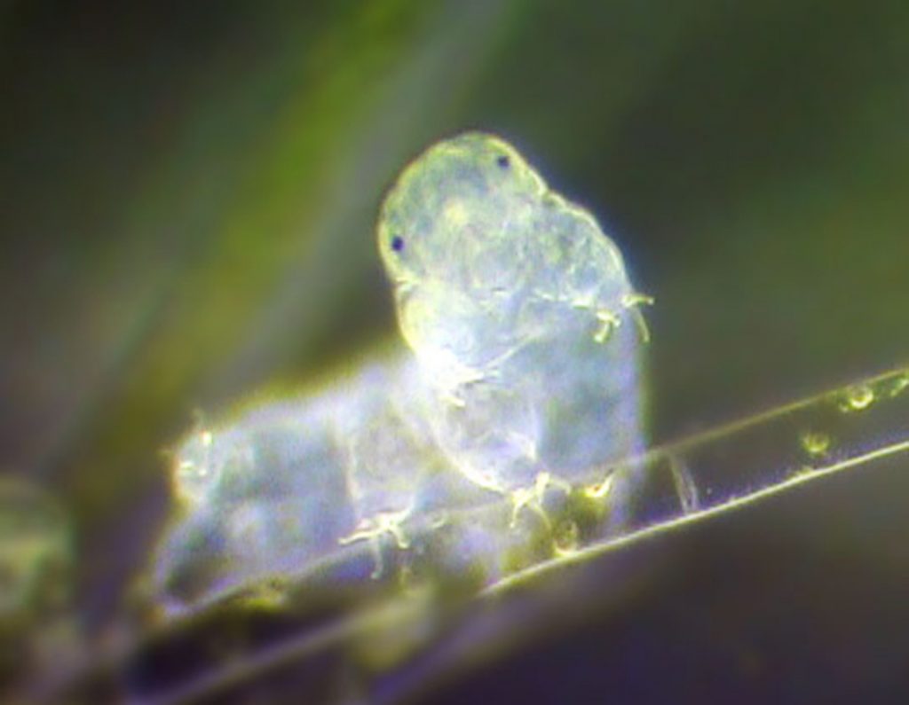A huge chunk of a tardigrade’s genome comes from foreign DNA