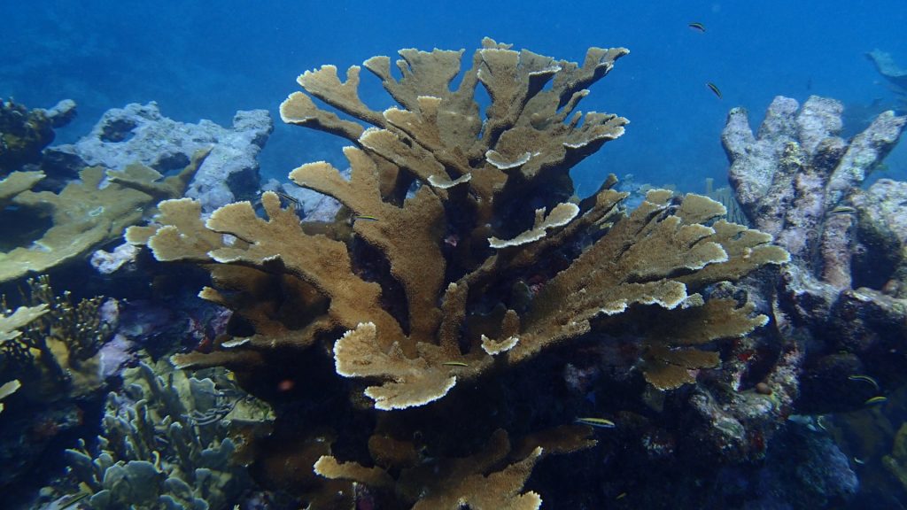 Isolated coral reefs far from human activity are not healthier