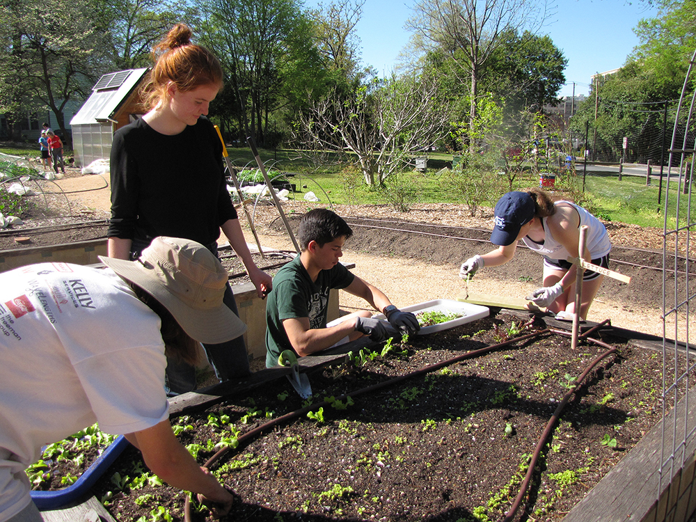 Madeline Cooke (standing) transplants lettuce with other volunteers at the Carolina Campus Community Garden. Cooke began volunteering there each Sunday after taking a chemistry class that required her to do service time in the garden. Photo by Claire Lorch.