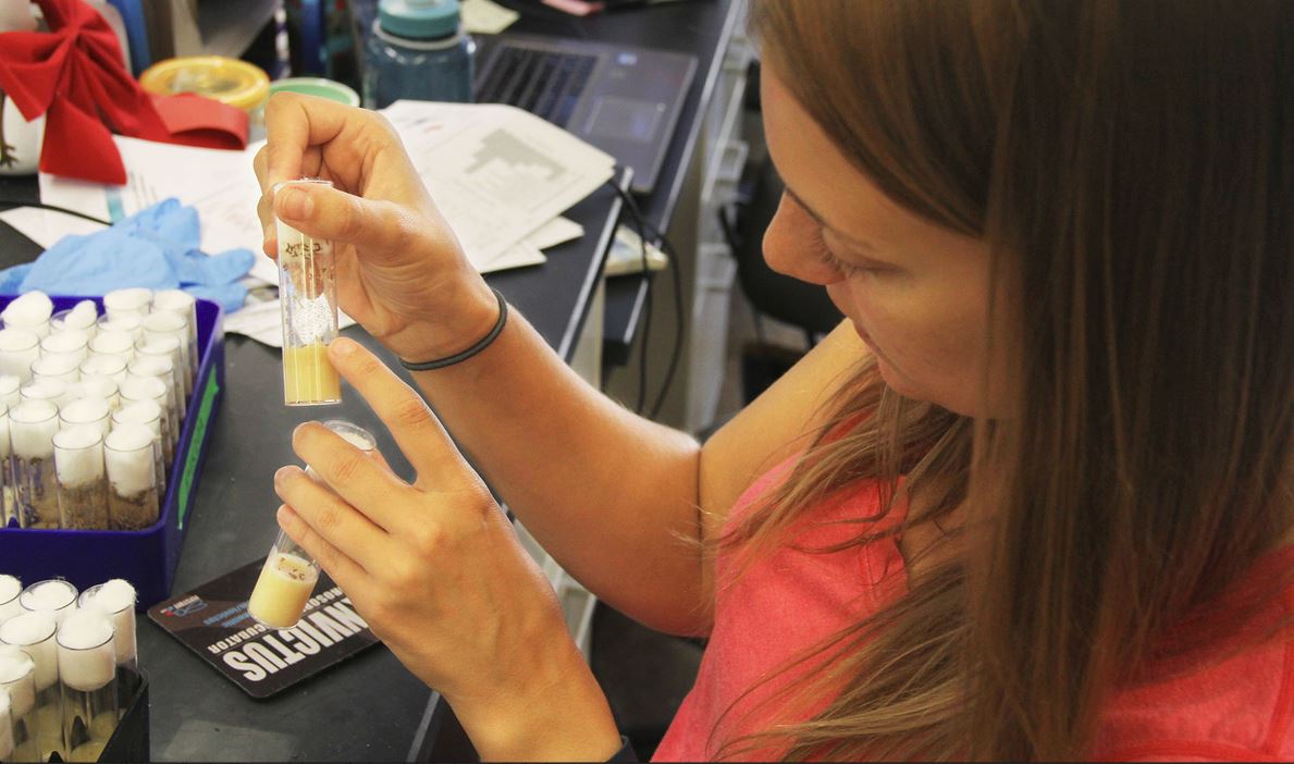 Because fruit flies are millimeters in size, researchers can raise thousands of them at once. They’re kept and maintained in vials, explains PhD student Robin Armstrong, who’s studied fruit flies since she was an undergraduate researcher at Tufts University.