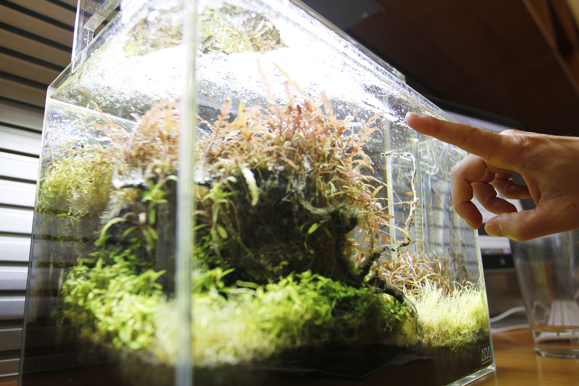 David Nicewicz points to the oxygen bubbles in his freshwater aquarium. (photo by Mary Lide Parker)