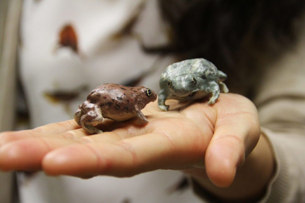 Catherine Chen, a UNC PhD student in the Department of Biology, shows off a set of plastic spadefoot toads that she created to aid her research on their mating habits.