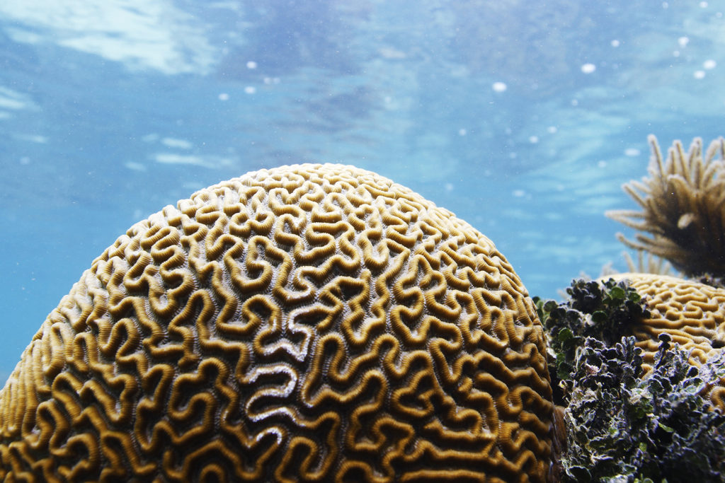 Symmetrical brain corals look exactly as their name suggests — a series of convoluted valleys and ridges, which are filled with a yellow-brown alga called zooxanthella that gives the corals their color. (photo by Mary Lide Parker)