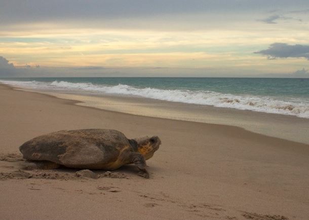Photo of a loggerhead sea turtle on a beach