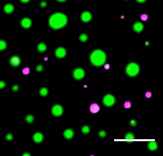 Distinct protein droplets form with different RNA. The image shows pink and green dots floating around a black space.