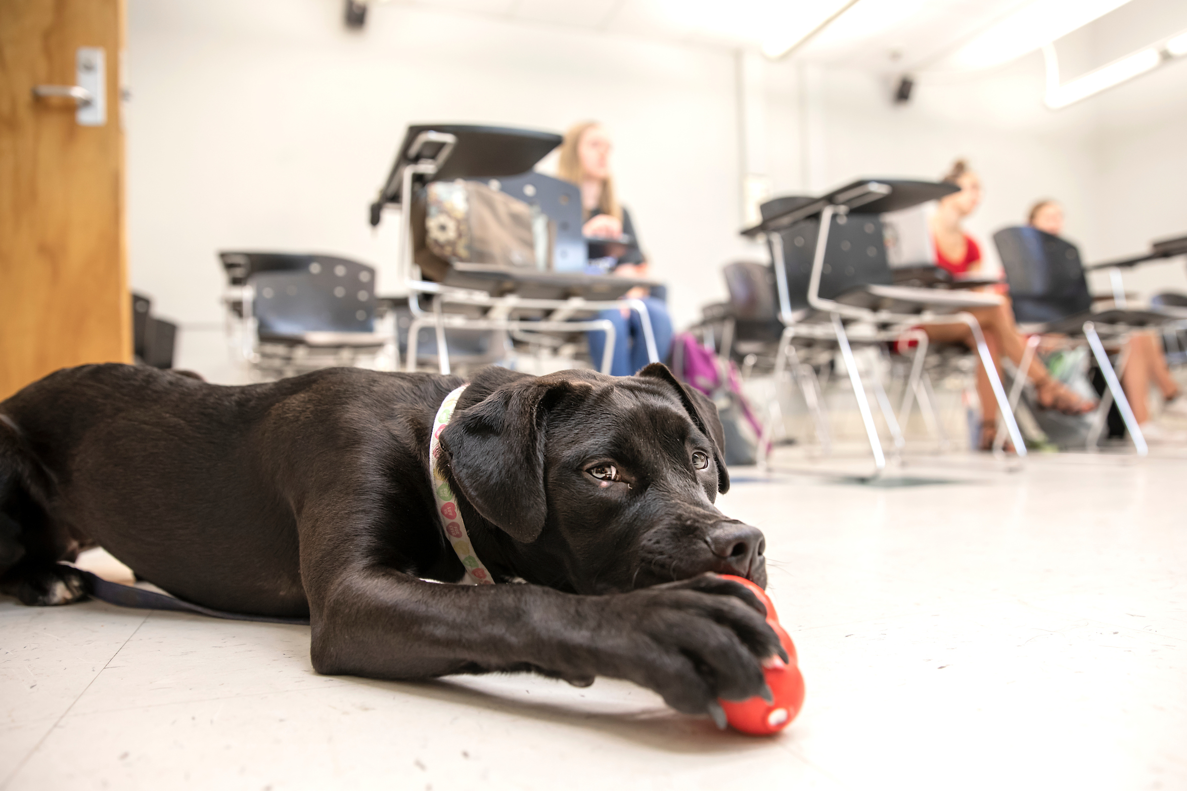 Posey, a support dog with UNC PAWS, gnaws on a chew toy during a visit to the Canine Cultures class. (photo by Johnny Andrews)