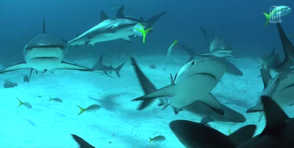 Sharks swim underwater and toward the camera in this feature story about tagging sharks.