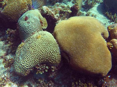 Colonies of Siderastrea siderea (massive starlet coral) and Pseudodiploria strigosa (symmetrical brain coral) growing side by side in the Florida Keys.