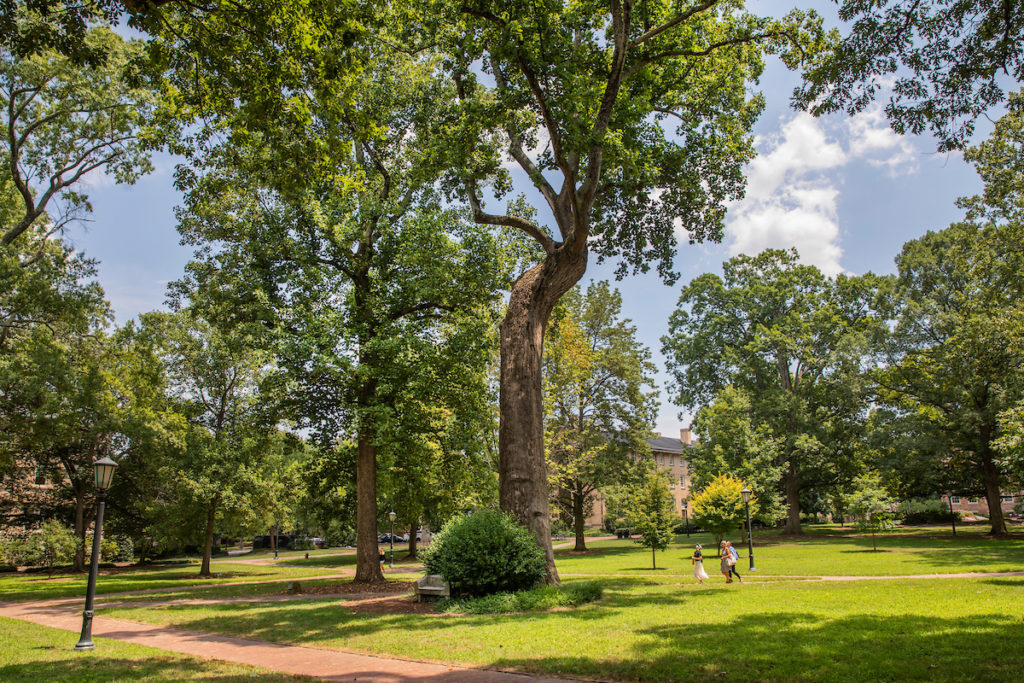 View of the Davie Poplar on the campus of the University of North Carolina at Chapel Hill on July 12, 2018. (Johnny Andrews/UNC-Chapel Hill)