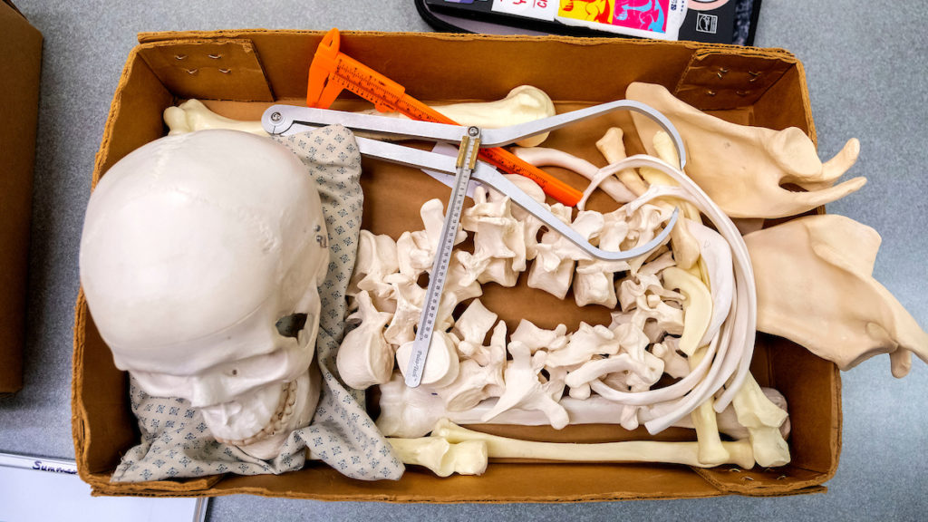 Using model bones and measurement instruments, students learn to how forensic anthropologists estimate the sex, age range, stature and other identifying features of a victim.