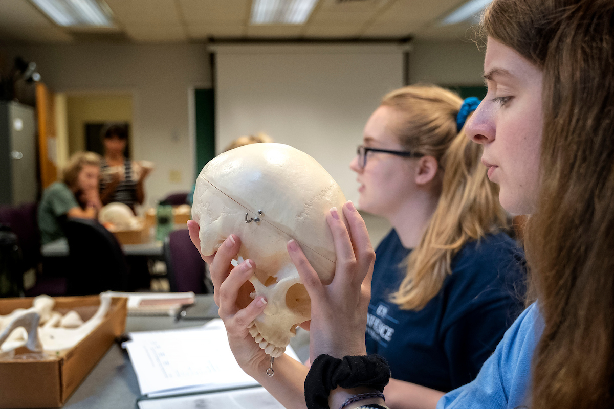Sarah Blount examines a skull model during the Maymester course, Written in Bone: Exploring the science of death investigation. Anthropology Professor Dale Hutchinson teaches students from all majors how to map and recover the elements of a crime scene in his class. (Jon Gardiner/UNC-Chapel Hill)