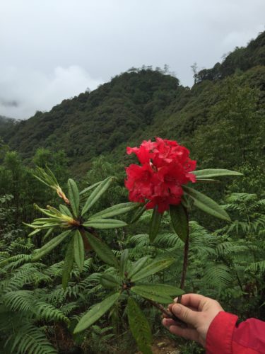 A rhododendron from China's Yunnan Province, near the border of Myanmar.