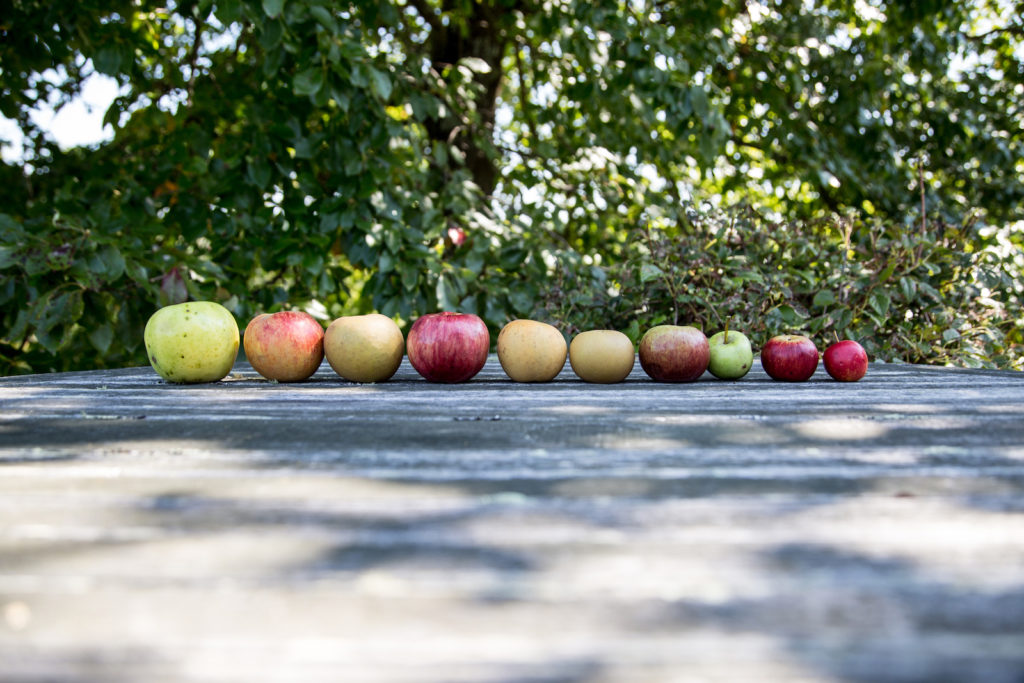 A line of Southern apples in a row. (by Diane Flynt).