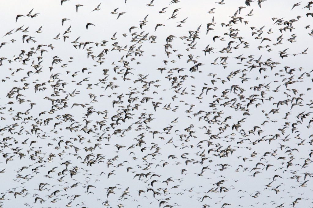 photo shows a clear blue sky with hundreds of birds flocked together